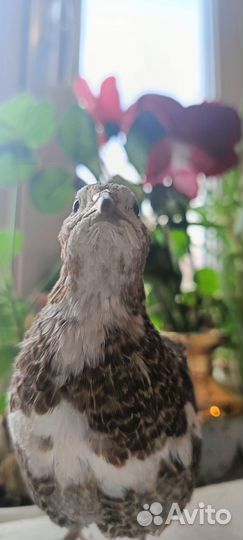 Перепёлки Селадон