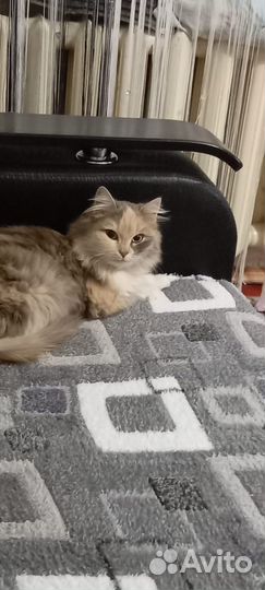 Отдам котенка (дев., 4 мес.)