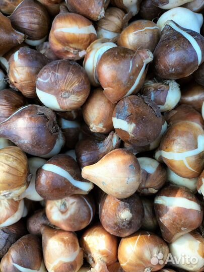 Луковицы тюльпанов оптом 11/12