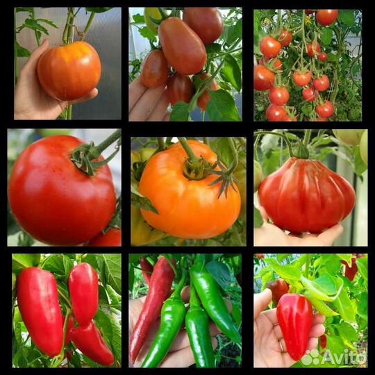 Семена своих томатов и перцев