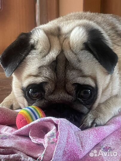 Мопс вязка мальчик