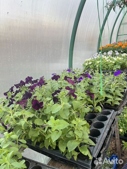 Рассада петунии, многолетники, бархатцы, виолы