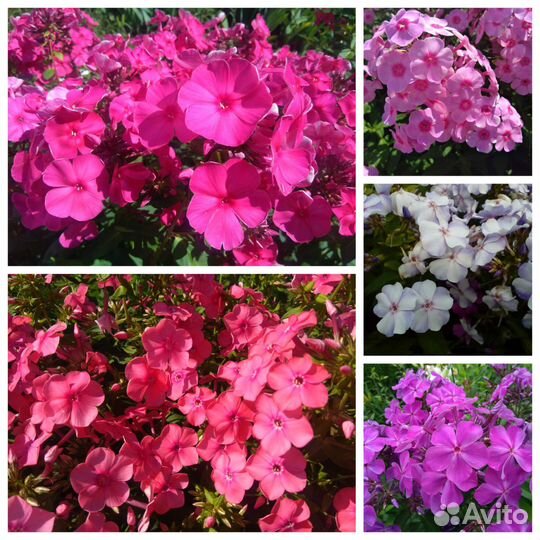 Многолетние садовые растения