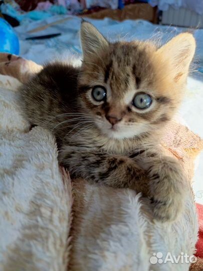 Кошки бесплатно