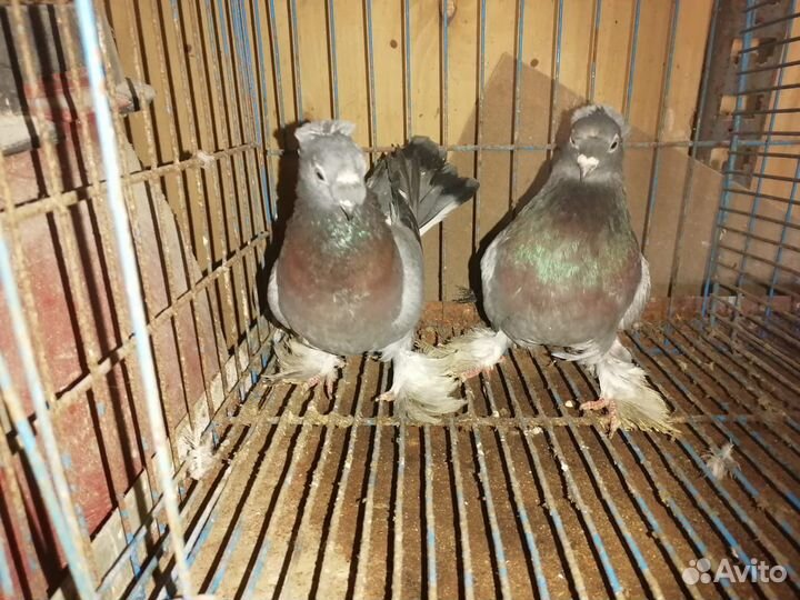 Продажа голубь узбекских
