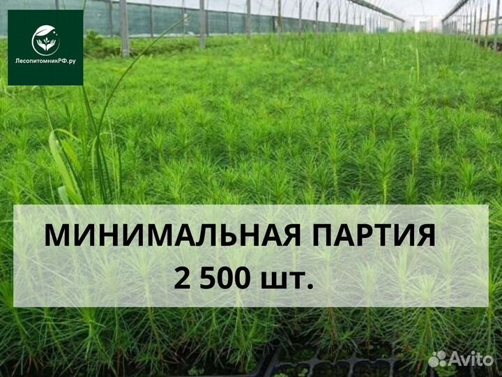 Сеянцы сосны зкс оптом