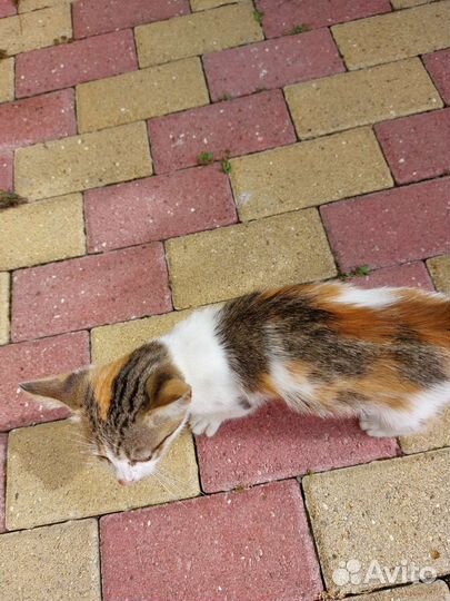 Кошечка в добрые руки