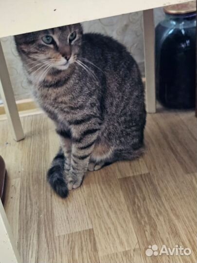 Кошка Люся ищет дом