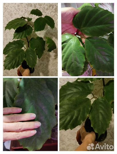 Комнатные цветы красивые растения