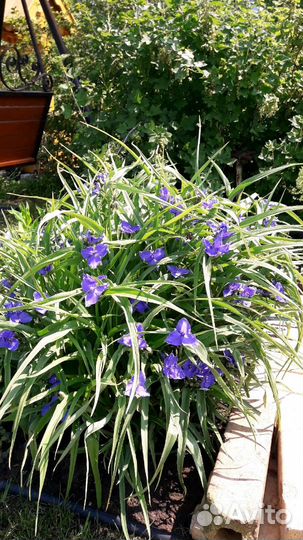 Цветы для сада