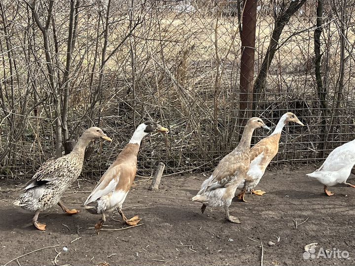 Утки индийский бегунок
