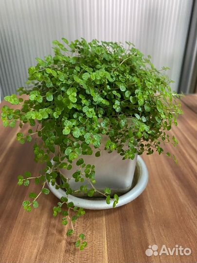 Комнатные домашние растения