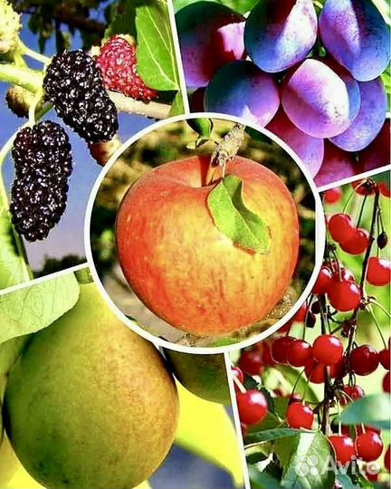 Плодовые декоративные деревья