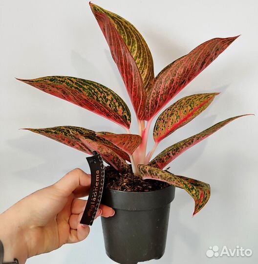 Аглаонема легасси Рэд d12