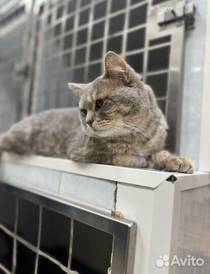 Британец кот, котик 1 год