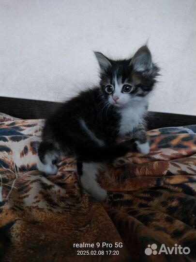 Курильский бобтейл