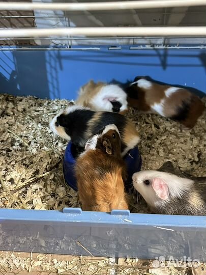 Морские свинки 1 месяц