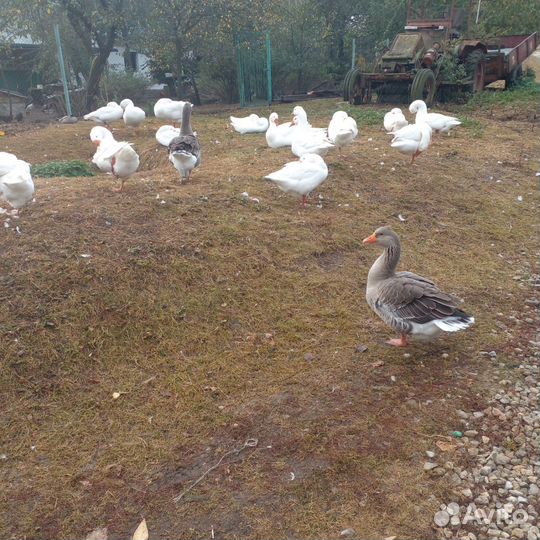 Гуси