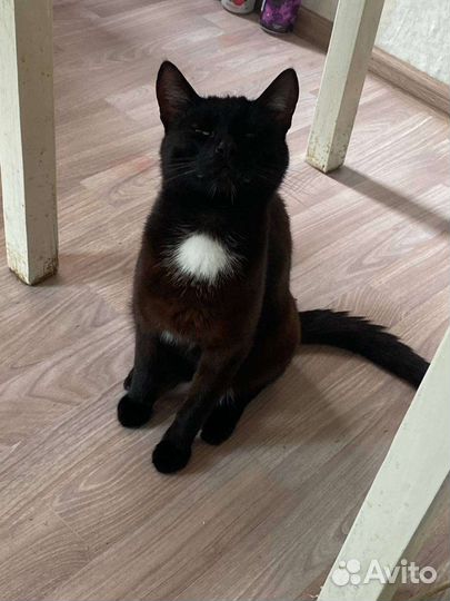 Кот Барис