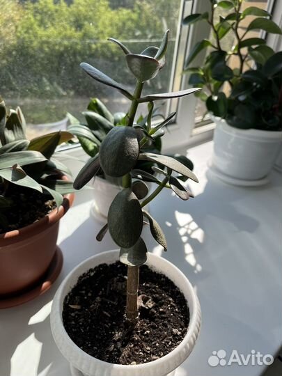 Толстянка денежное дерево