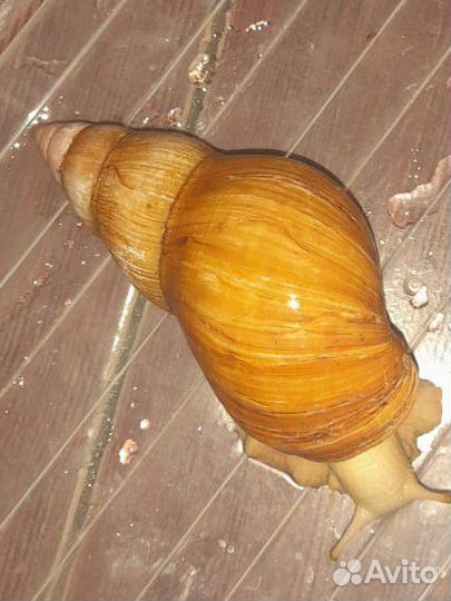 Улитка