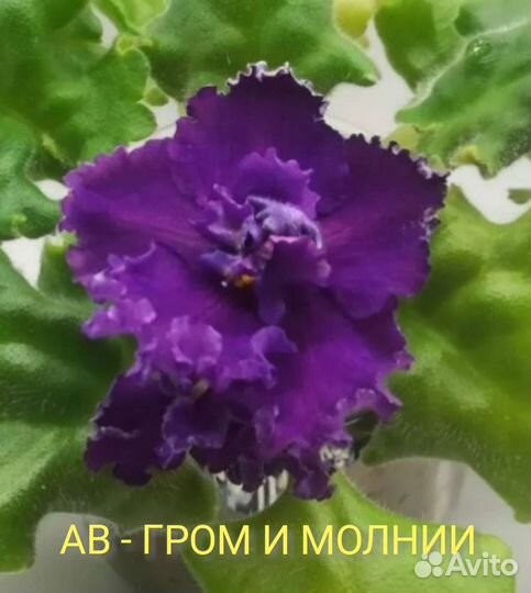 Фиалки лист на срез