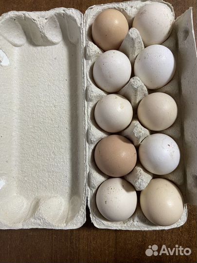 Домашние куриные яйца