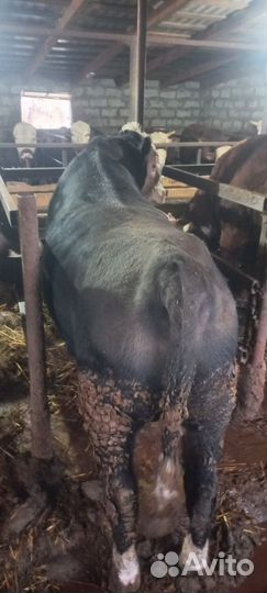 Быки живым весом продать