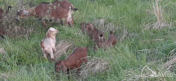 Продаются козы