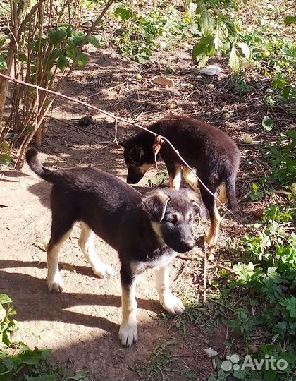 Щенки-девочки 3,5 месяца