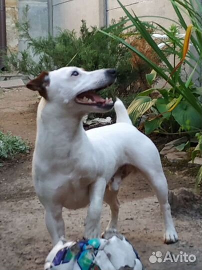 Кобель для вязки