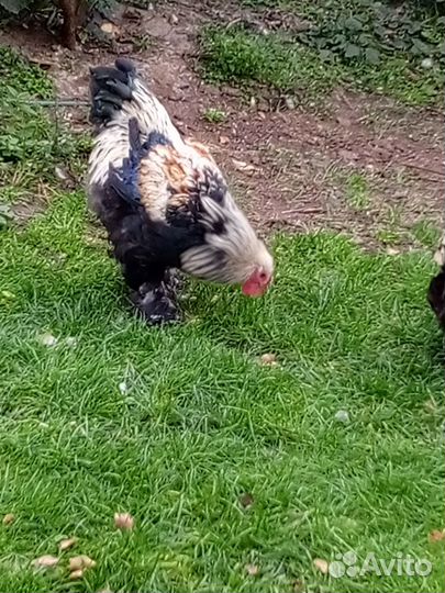 Петухи породистые