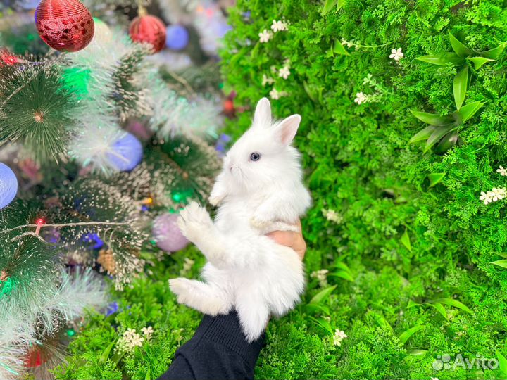 Карликовый кролик - хотот как у Самойловой