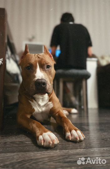 Стаффордширский терьер вязка