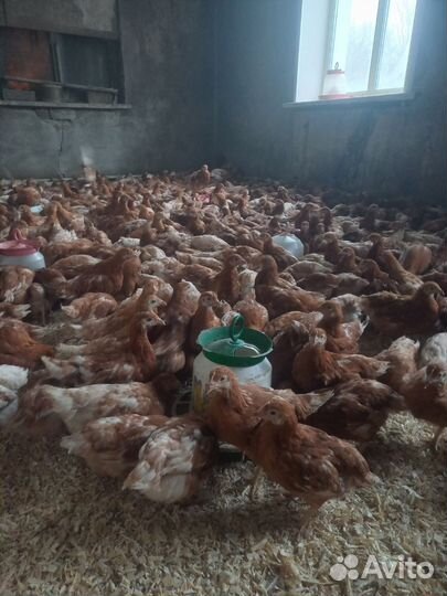 Куры молодки несушки Ломан Браун