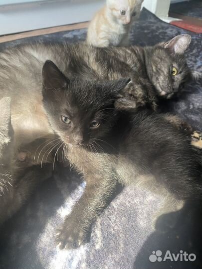 Котёнок в добрые руки