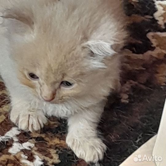 Персидская