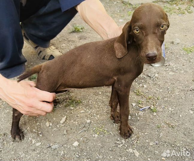 Щенки курцхаара от рабочих родителей