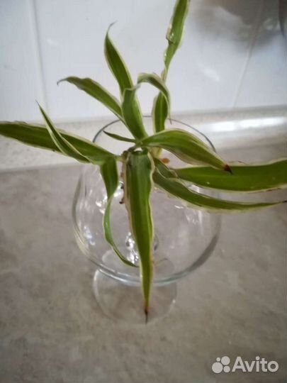 Хлорофитум