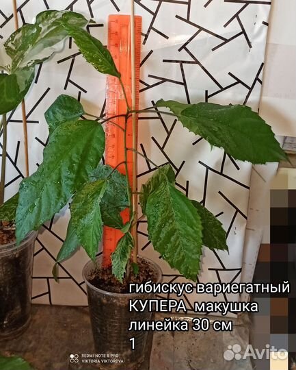 Гибискус вариегатный купера