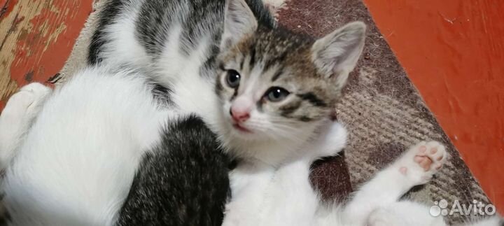 Котята бесплатно
