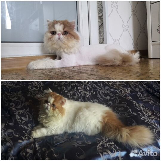 Груминг кошек и собак