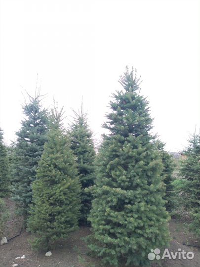 Чернозем сорт 1, перегной крс 2г, привезу, 1-15м3