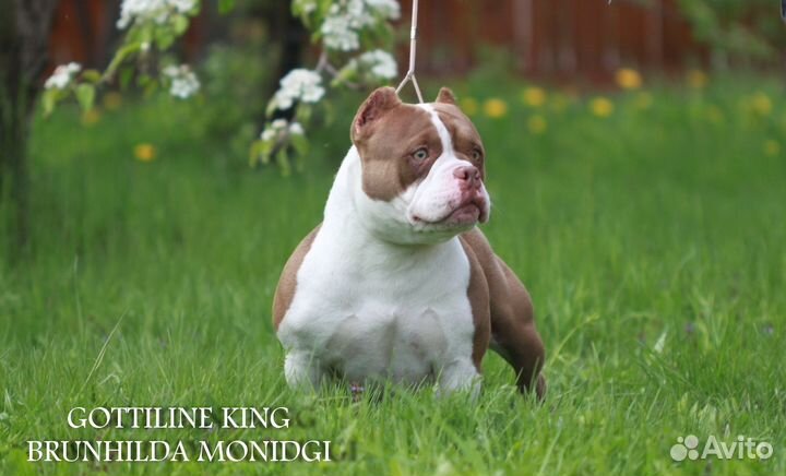 Шикарная девочка булли в типе низкий покет(30см)