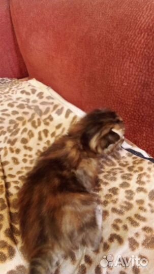 Котята бесплатно