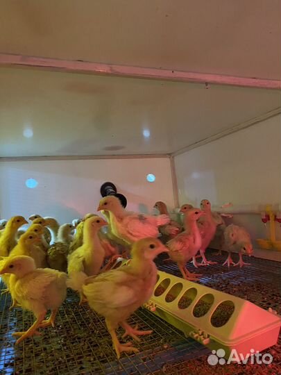 Цыпленок Бройлер,несушка,инкубационное яйцо