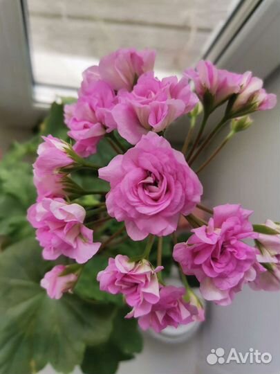 Пеларгония герань