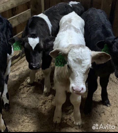 Телята бычки