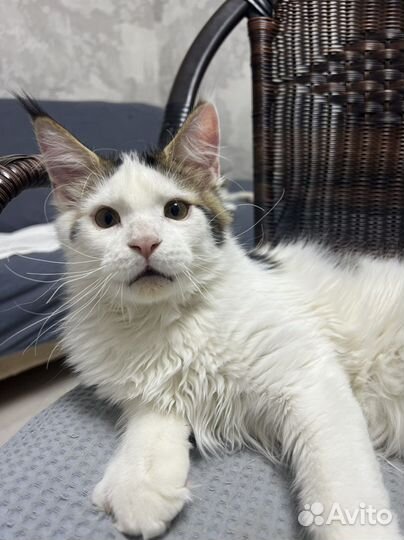 Котенок Мейн-кун