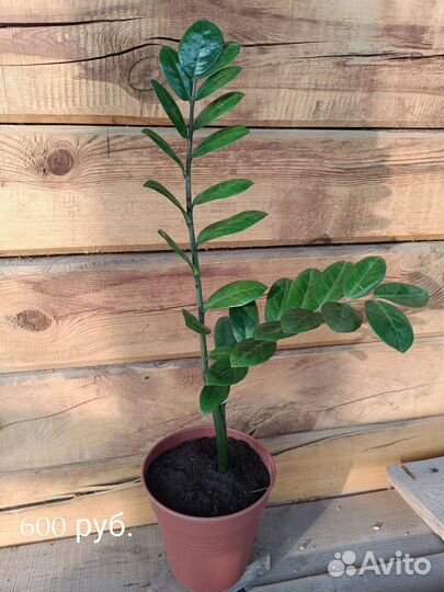 Замиокулькас (долларовое дерево)